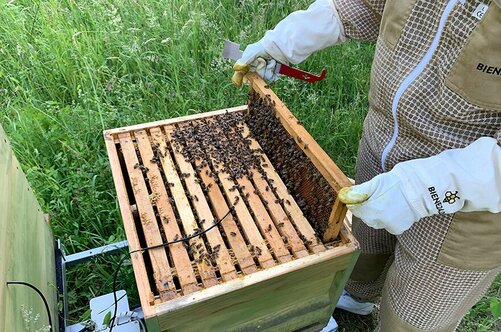 Christina Müller zieht vorsichtig eine Bienenwabe aus dem Stock