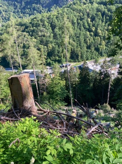 Bergwaldprojekt