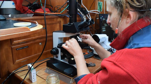 Mitarbeiterin des Forschungsschiff ALDEBARAN erklärt das Mikroskop
